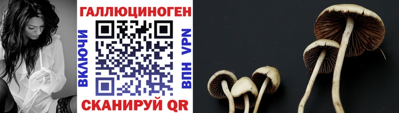 Галлюциногенные грибы Psilocybine cubensis  Купить закладки  Бикин 